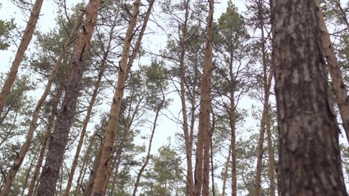 The View of Autumn Forest