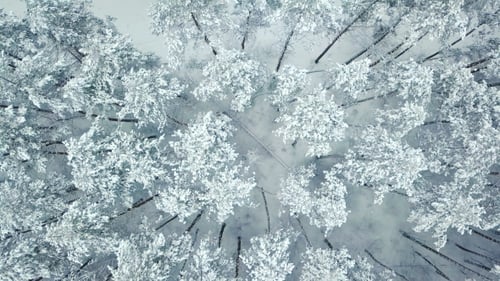 Winter Trees