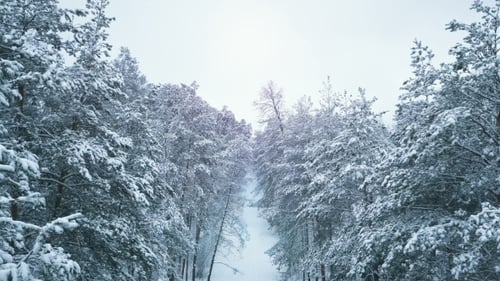 Winter