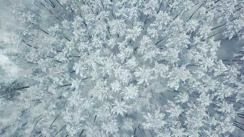 Snowy Trees