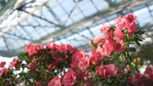 Blumen im Gewächshaus