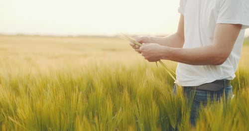 Adult Inspecting Wheat Stalks in Golden Field