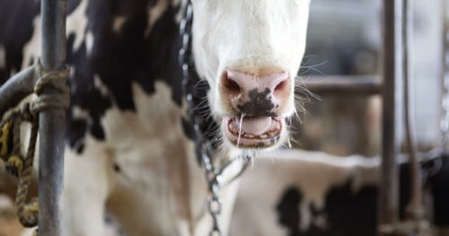 Cow Eating Hay in Farm Barn Agriculture. Dairy Cows in Agricultural Farm Stable.