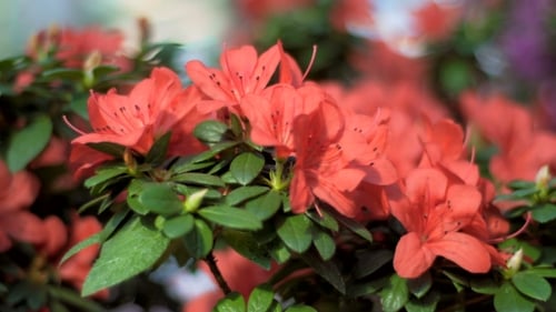 Blühende Blumen