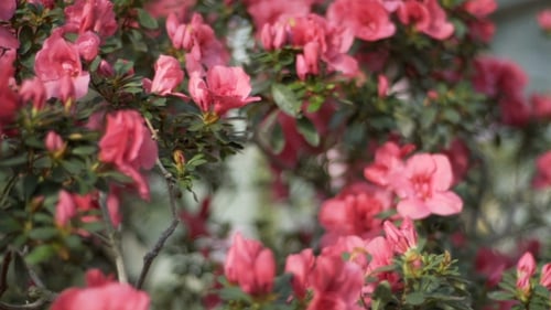Rododendron Flowers Blossom Green Bush Full of Purple Azalea Buds and Flowers