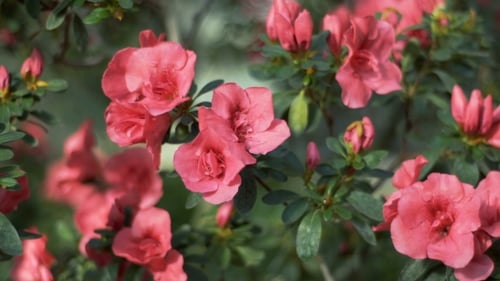 Rododendron Flowers Blossom Green Bush Full of Purple Azalea Buds and Flowers