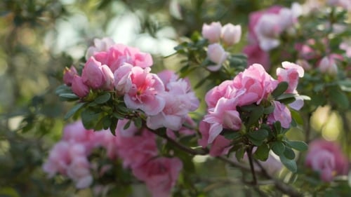 Blüte
