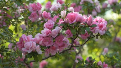 Spring Blossom