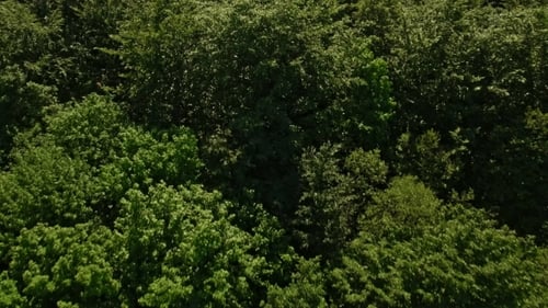 Aerial View Over Forest