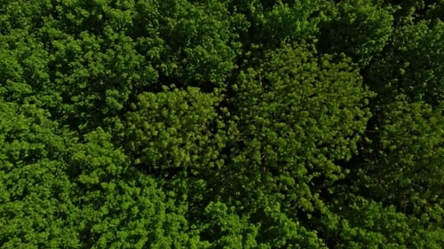Drone Over Lush Forest