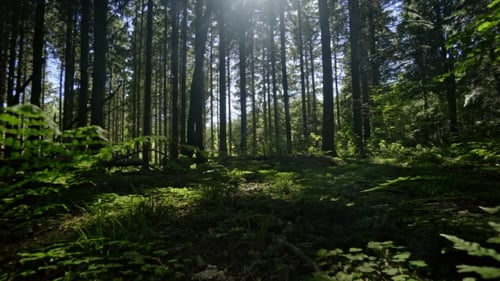 Beautiful Forest