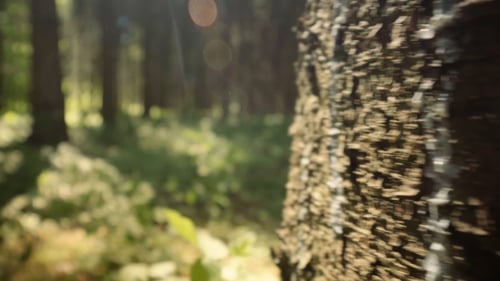 Sunlit Woods