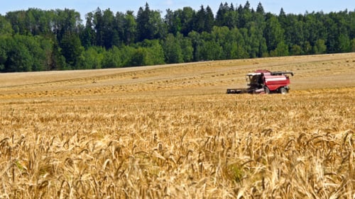 Combine Harvester Front in Wheat Field