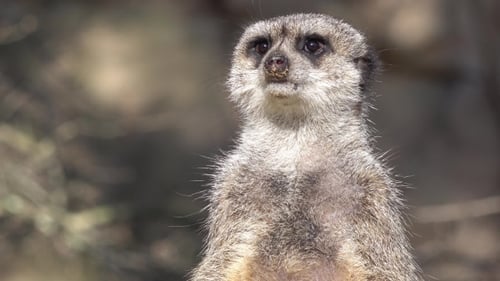 Alarmierte Erdmännchen, Suricata Suricatta, auf Wache stehend