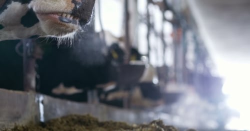 Cow Eating Hay in Farm Barn Agriculture. Dairy Cows in Agricultural Farm Stable.
