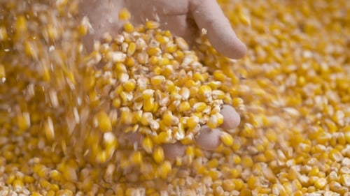 Corn Grains in Farmer Hands.