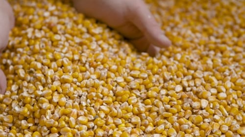 Handful of Golden Yellow Corn Kernels