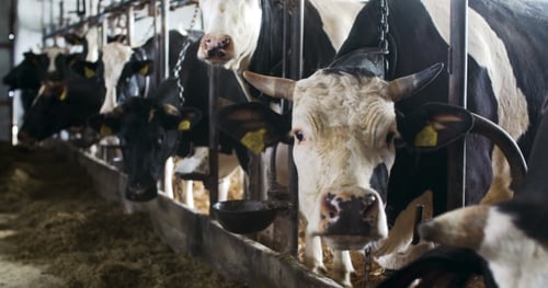 Modern Farm Barn with Milking Cows Eating Hay, Cows Feeding on Dairy Farm