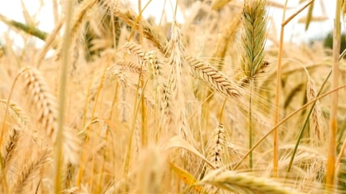 Wheat Swaying in the Wind.