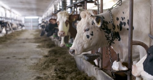 Cow Eating Hay in Farm Barn Agriculture
