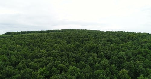 Flying Over the Beautiful Forest Trees