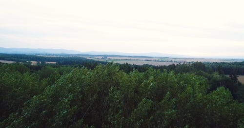 Flying Over the Beautiful Forest Trees. Landscape Panorama