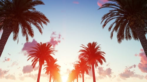 Seamless Loop of Palm Trees at Sunset with Crescent Moon