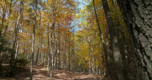 Autumn Forest with Sun Shining