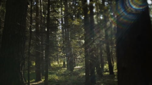Autumn Forest with Sun Shining
