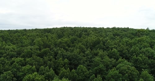 Flying Over the Beautiful Forest Trees