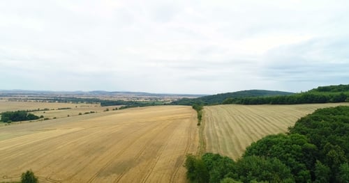 Aerial View of Golden Rural Fields and Forest