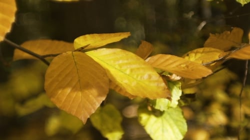 Autumn Forest with Sun Shining