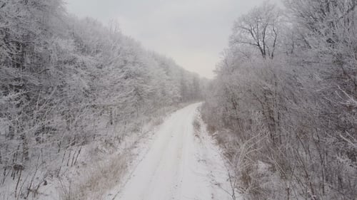 the Road To the Frosty Forest