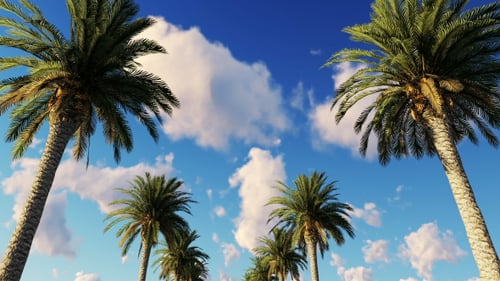 Animated Drive Under Palm Trees with Blue Sky
