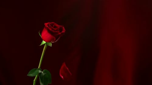 Rote Rose, Zeitlupe