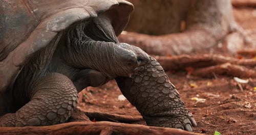 Closeup of a Large Freshwater Seychelles Tortoise That is Very Old and Moves