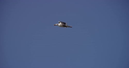 Vögel