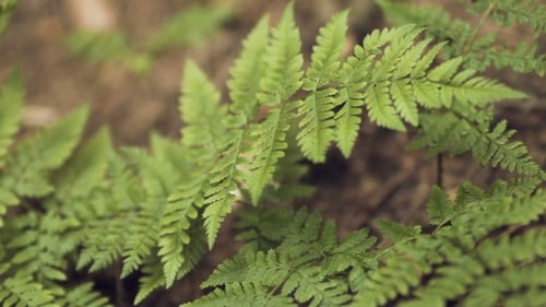 Fern in Woods