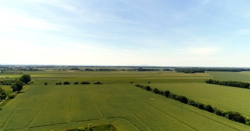 Vista aérea da floresta