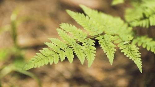 Fern in Woods