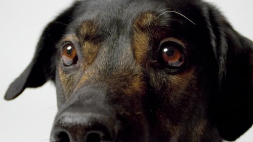 Sweet Dog Close Up in White Space
