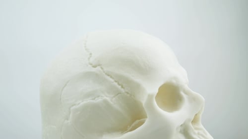 Human Skull Isolated on White