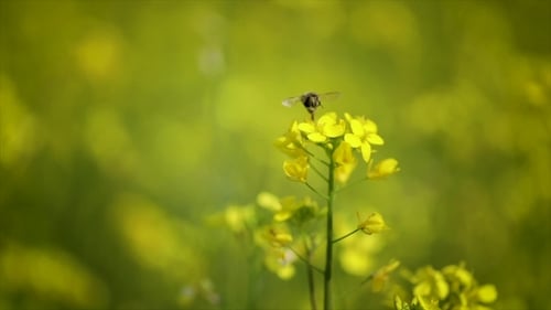 Bee Collects Nectar From Mustard Rapeseed Flower .