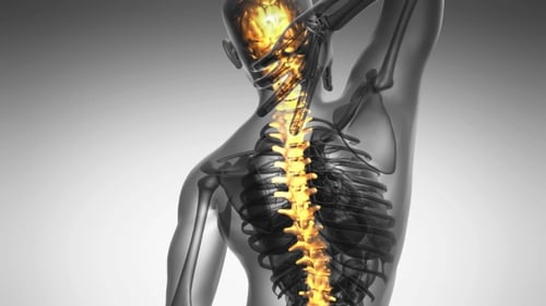Animated Human Body Scan with Glowing Spine and Brain