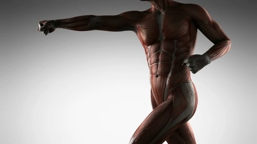 Animated 3D Human Muscular System Rotation