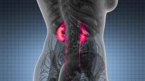 Anatomie-Scan der menschlichen Nieren