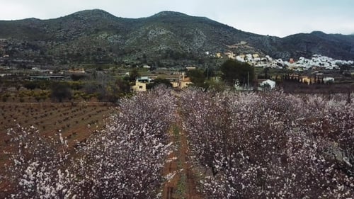 Almond Blossom in the Province of Alicante