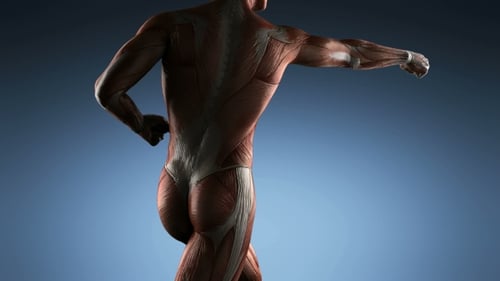 Animated Human Muscle System Rotation 3D Medical Visual