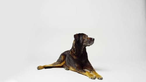 Warnung Hund im Studio
