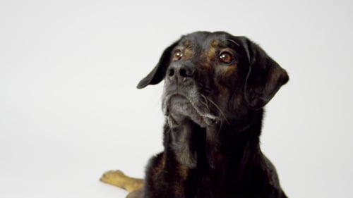 Hund-Fang-L